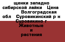 щенки западно сибирской лайки › Цена ­ 4 000 - Волгоградская обл., Суровикинский р-н, Суровикино г. Животные и растения » Собаки   . Волгоградская обл.